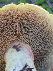 Suillus ochraceoroseus