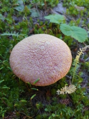 Suillus ochraceoroseus