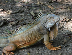 Iguana iguana
