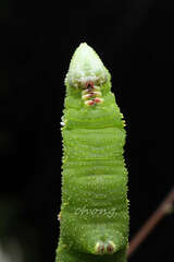 Callambulyx tatarinovii