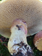 Suillus ochraceoroseus