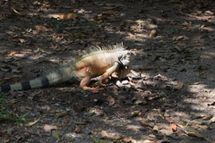 Iguana iguana