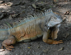 Iguana iguana