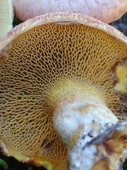 Suillus ochraceoroseus