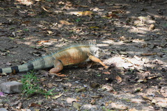 Iguana iguana