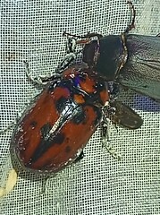 Cyclocephala deceptor