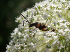 Xestoleptura
