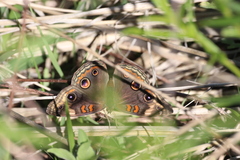 Junonia nigrosuffusa