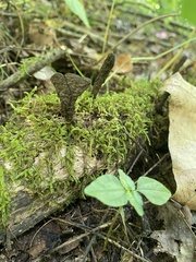 Xylaria ellisii