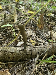 Xylaria ellisii