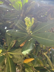 Caesalpinia pulcherrima