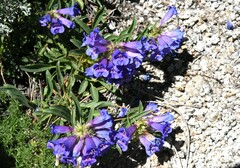 Penstemon azureus