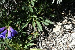 Penstemon azureus