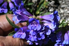 Penstemon azureus