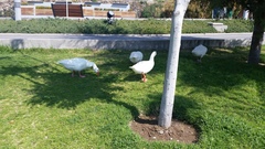 Anser anser domesticus