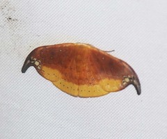 Tridrepana subtusmaculata