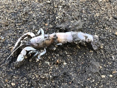 Neocallichirus