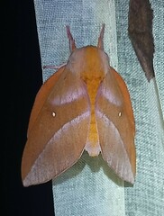 Othorene purpurascens