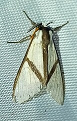 Turuptiana obliqua