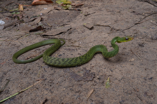 Photo of a Black Forest Racer (Drymobius melanotropis)