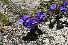 Penstemon azureus