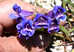 Penstemon azureus
