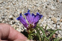 Penstemon azureus