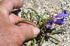 Penstemon azureus