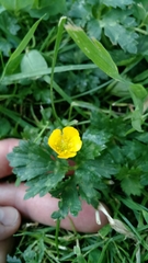 Ranunculus repens