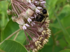 Bombus sandersoni