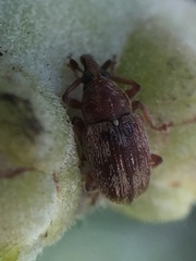 Neomycta rubida