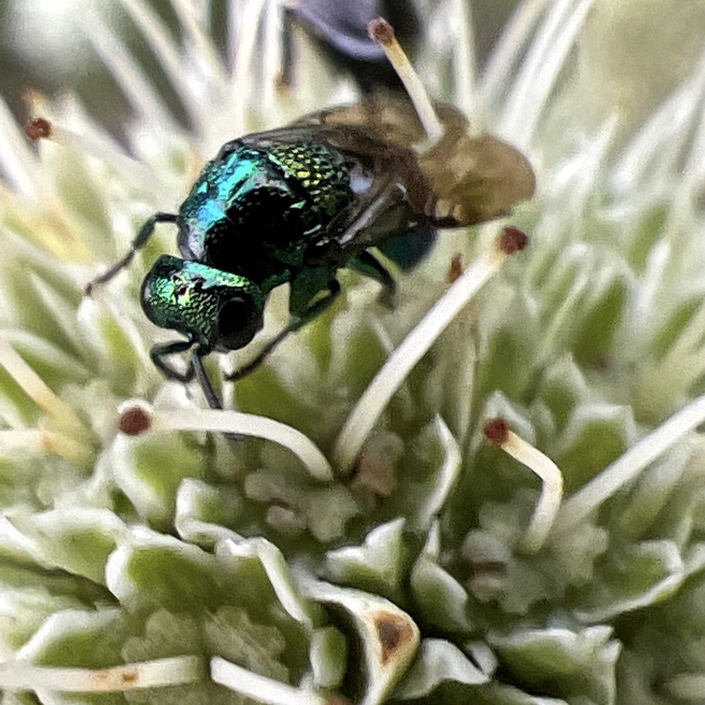 Muesebeckidium obsoletum