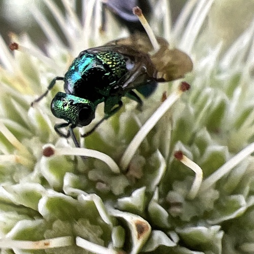 Muesebeckidium obsoletum