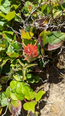 Castilleja litoralis