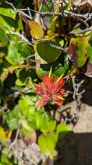 Castilleja litoralis