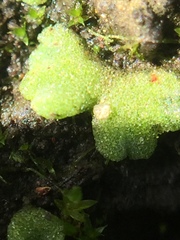 Riccia crystallina