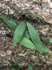 Clintonia uniflora