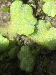 Riccia crystallina