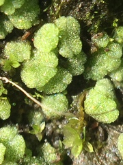 Riccia crystallina