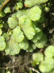 Riccia crystallina