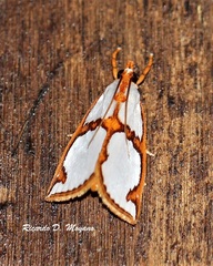 Argyria croceivittella