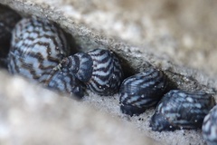 Echinolittorina placida