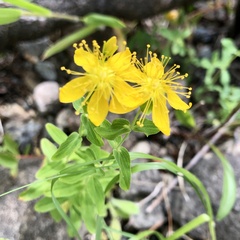 Hypericum formosum