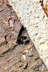 Tripudia rectangula