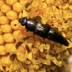 Conotelus obscurus
