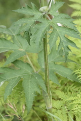 Heracleum dissectum