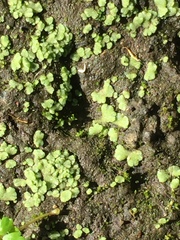 Riccia crystallina