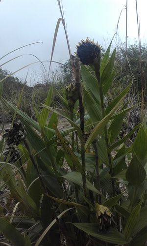 Elleanthus sodiroi Schltr. 4
