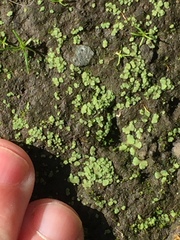 Riccia crystallina