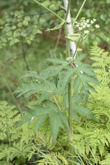 Heracleum dissectum